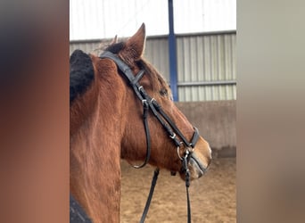 PRE Mix, Stute, 4 Jahre, 166 cm, Brauner