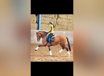 PRE, Stute, 4 Jahre, 166 cm, Brauner