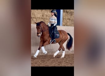 PRE Mix, Stute, 4 Jahre, 166 cm, Brauner