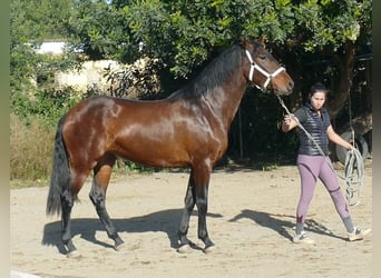 PRE, Stute, 4 Jahre, 166 cm