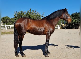 PRE, Stute, 4 Jahre, 166 cm