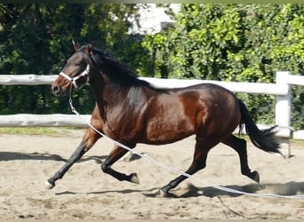 PRE, Stute, 4 Jahre, 166 cm