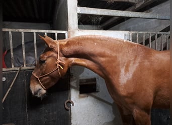 PRE Mix, Stute, 4 Jahre, 166 cm, Fuchs