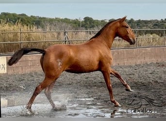 PRE Mix, Stute, 4 Jahre, 166 cm, Fuchs