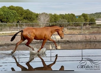 PRE Mix, Stute, 4 Jahre, 166 cm, Fuchs