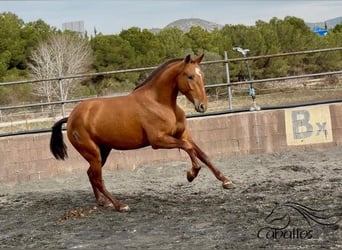 PRE Mix, Stute, 4 Jahre, 166 cm, Fuchs