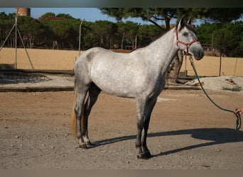 PRE Mix, Stute, 4 Jahre, 167 cm, Apfelschimmel