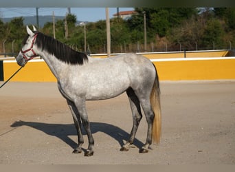 PRE Mix, Stute, 4 Jahre, 167 cm, Apfelschimmel