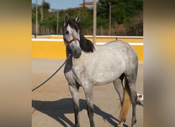 PRE Mix, Stute, 4 Jahre, 167 cm, Apfelschimmel