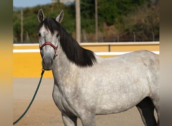 PRE Mix, Stute, 4 Jahre, 167 cm, Apfelschimmel