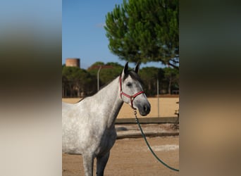 PRE Mix, Stute, 4 Jahre, 167 cm, Apfelschimmel