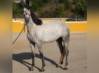 PRE Mix, Stute, 4 Jahre, 167 cm, Apfelschimmel