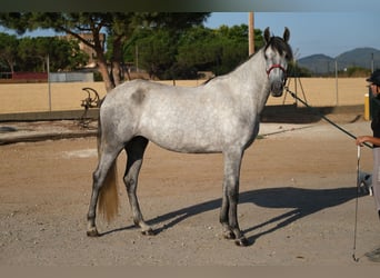 PRE Mix, Stute, 4 Jahre, 167 cm, Apfelschimmel