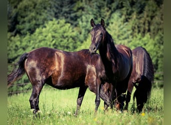 PRE, Stute, 4 Jahre, 167 cm, Rappe