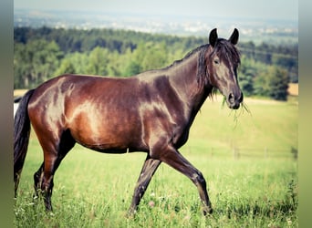 PRE, Stute, 4 Jahre, 167 cm, Rappe