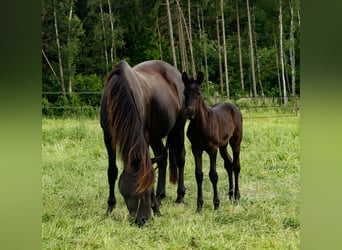 PRE, Stute, 4 Jahre, 167 cm, Rappe