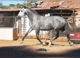 PRE, Stute, 4 Jahre, 167 cm, Schimmel