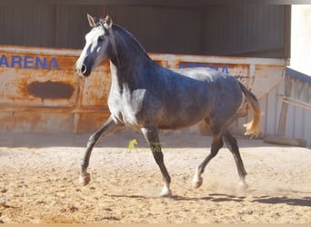 PRE, Stute, 4 Jahre, 167 cm, Schimmel