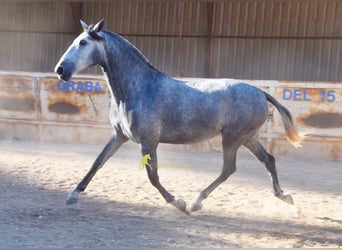 PRE, Stute, 4 Jahre, 167 cm, Schimmel