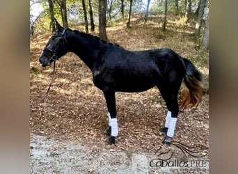 PRE Mix, Stute, 4 Jahre, 167 cm, Schimmel