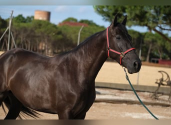 PRE Mix, Stute, 4 Jahre, 168 cm, Rappe