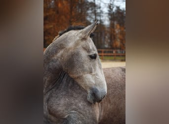 PRE Mix, Stute, 4 Jahre, 168 cm, Schimmel