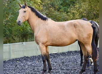 PRE Mix, Stute, 4 Jahre, 169 cm, Buckskin