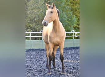 PRE Mix, Stute, 4 Jahre, 169 cm, Buckskin