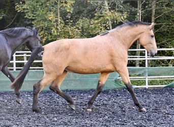 PRE Mix, Stute, 4 Jahre, 169 cm, Buckskin