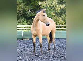 PRE Mix, Stute, 4 Jahre, 169 cm, Buckskin