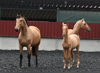 PRE Mix, Stute, 4 Jahre, 170 cm, Buckskin