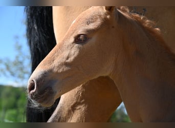 PRE Mix, Stute, 4 Jahre, 170 cm, Buckskin