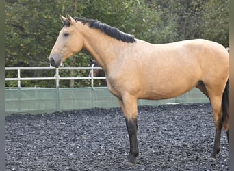 PRE Mix, Stute, 4 Jahre, 170 cm, Buckskin