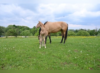 PRE Mix, Stute, 4 Jahre, 170 cm, Buckskin