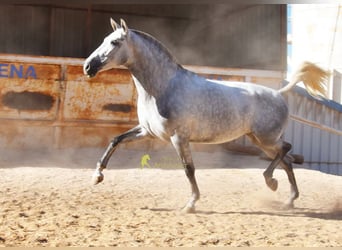 PRE, Stute, 4 Jahre, 170 cm, Schimmel
