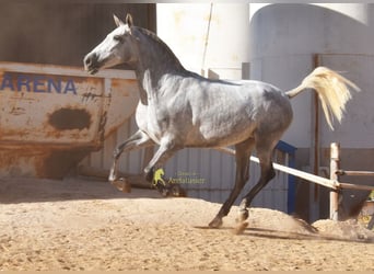 PRE, Stute, 4 Jahre, 170 cm, Schimmel