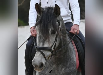 PRE Mix, Stute, 4 Jahre, 170 cm, Schimmel