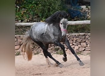 PRE Mix, Stute, 4 Jahre, 170 cm, Schimmel