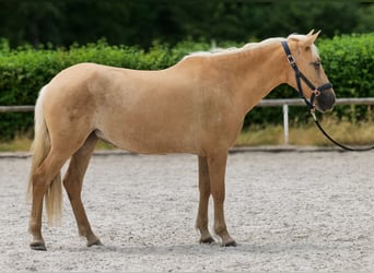 PRE Mix, Stute, 5 Jahre, 150 cm, Palomino