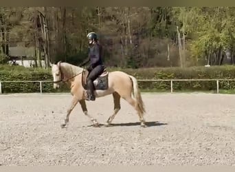 PRE Mix, Stute, 5 Jahre, 150 cm, Palomino