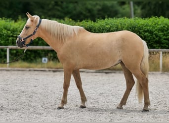 PRE Mix, Stute, 5 Jahre, 150 cm, Palomino