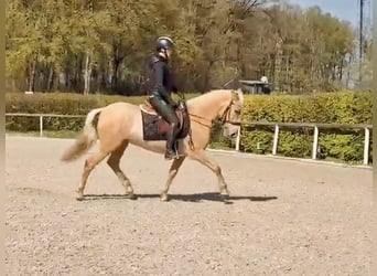 PRE Mix, Stute, 5 Jahre, 150 cm, Palomino