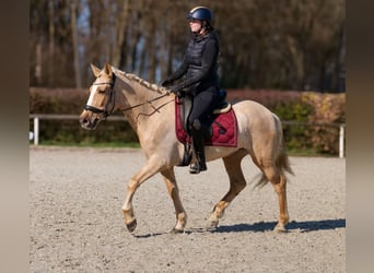 PRE Mix, Stute, 5 Jahre, 150 cm, Palomino