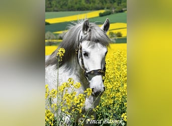 PRE, Stute, 5 Jahre, 151 cm, Schimmel