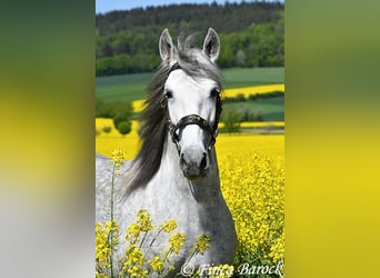 PRE, Stute, 5 Jahre, 151 cm, Schimmel