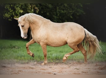 PRE Mix, Stute, 5 Jahre, 153 cm, Palomino