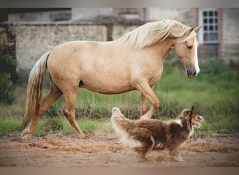 PRE Mix, Stute, 5 Jahre, 153 cm, Palomino