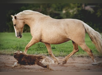 PRE Mix, Stute, 5 Jahre, 153 cm, Palomino