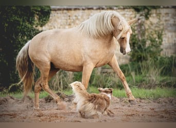 PRE Mix, Stute, 5 Jahre, 153 cm, Palomino