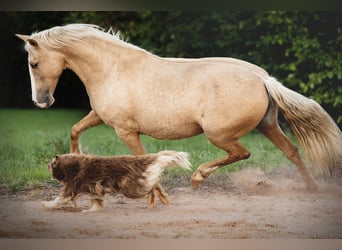 PRE Mix, Stute, 5 Jahre, 153 cm, Palomino